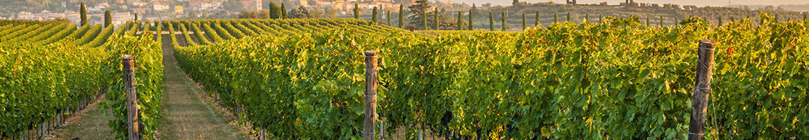 vino trentino alto adige